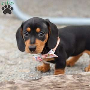 Macy, Dachshund Puppy